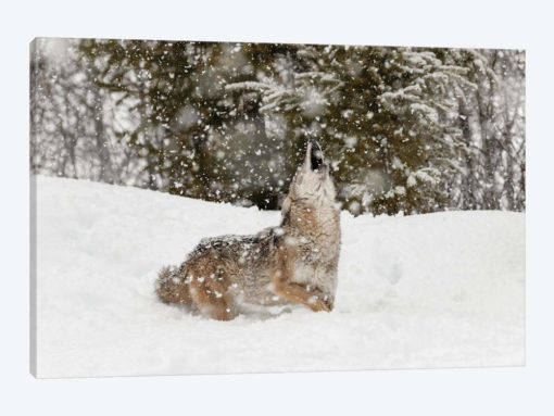 Coyote in snow, Montana II