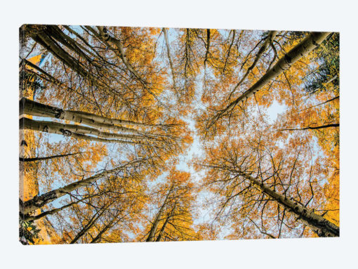 Fisheye view upward of aspen trees in fall, Uncompahgre National Forest, Colorado