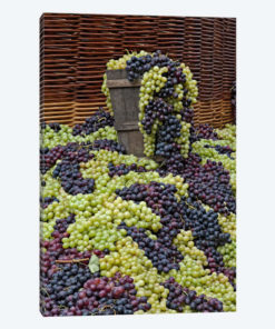 Grape Harvest, Festa dell'Uva, Impruneta, Florence Province, Tuscany Region, Italy