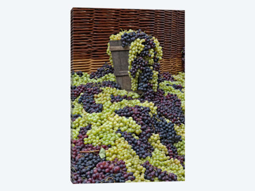 Grape Harvest, Festa dell'Uva, Impruneta, Florence Province, Tuscany Region, Italy