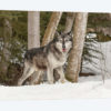 Gray Wolf Canis lupus, Montana
