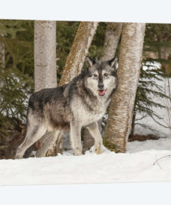 Gray Wolf Canis lupus, Montana
