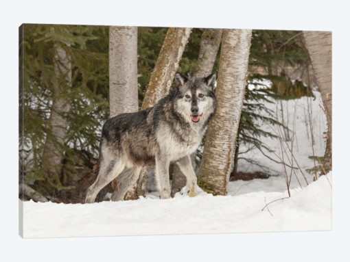 Gray Wolf Canis lupus, Montana