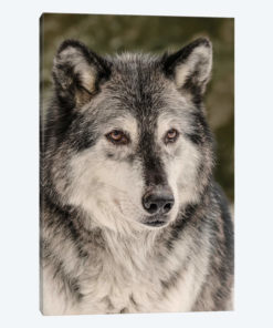 Gray Wolf in winter, Canis lupus, Montana