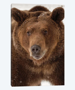 Grizzly Bear in winter, Ursus Arctos, Montana