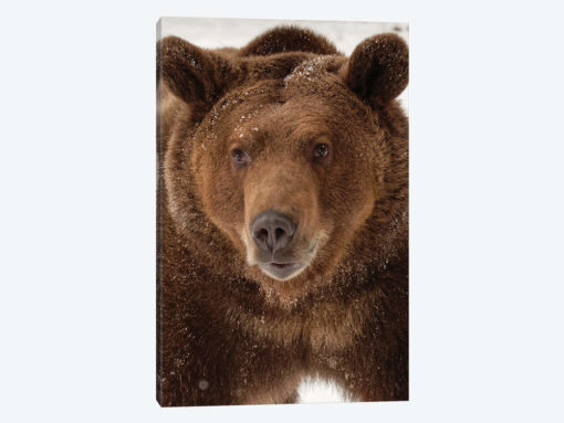 Grizzly Bear in winter, Ursus Arctos, Montana