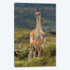 Guanaco and baby, Andes Mountain, Torres del Paine National Park, Chile. Patagonia