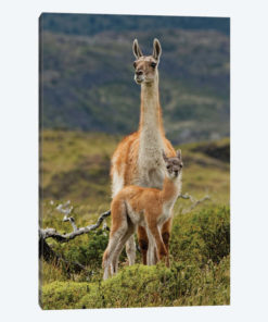 Guanaco and baby, Andes Mountain, Torres del Paine National Park, Chile. Patagonia