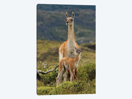 Guanaco and baby, Andes Mountain, Torres del Paine National Park, Chile. Patagonia