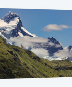 Guanaco on steep slope, Torres del Paine National Park, Chile, Patagonia, Patagonia