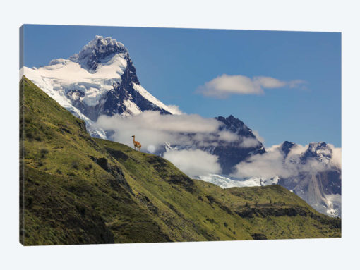 Guanaco on steep slope, Torres del Paine National Park, Chile, Patagonia, Patagonia