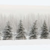 Heavy frost on trees, Kalispell, Montana