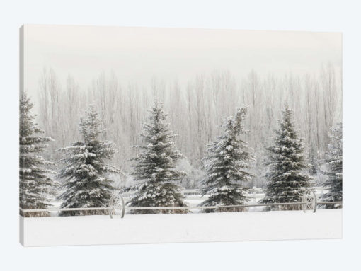 Heavy frost on trees, Kalispell, Montana