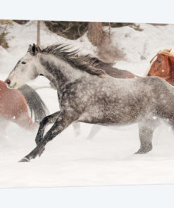 Horse roundup in winter, Kalispell, Montana.