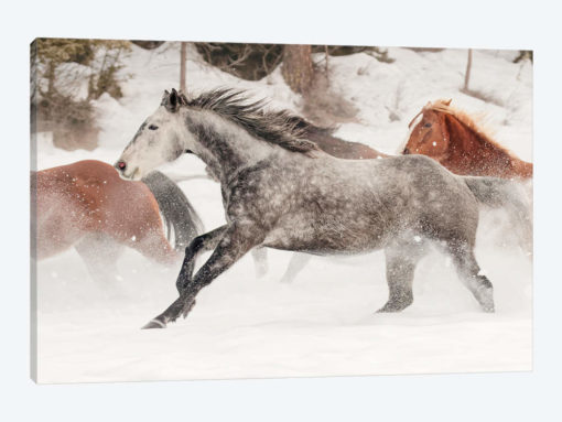 Horse roundup in winter, Kalispell, Montana.
