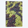 Grape Harvest In Zoom I, Festa dell'Uva, Impruneta, Florence Province, Tuscany Region, Italy