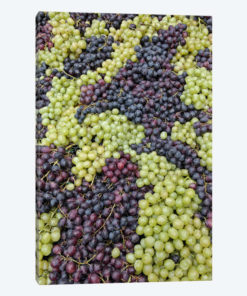 Grape Harvest In Zoom I, Festa dell'Uva, Impruneta, Florence Province, Tuscany Region, Italy