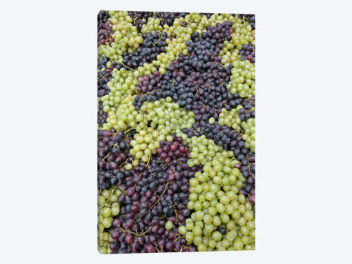 Grape Harvest In Zoom I, Festa dell'Uva, Impruneta, Florence Province, Tuscany Region, Italy