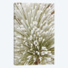 Pine bough with heavy frost crystals, Kalispell, Montana