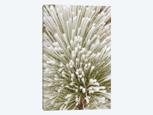 Pine bough with heavy frost crystals, Kalispell, Montana