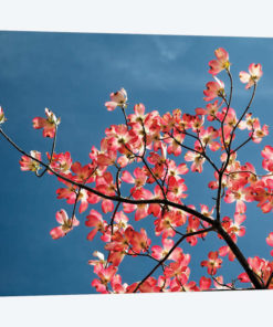 Pink dogwood tree against blue sky, Lexington, Kentucky