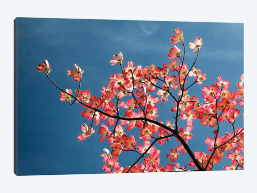 Pink dogwood tree against blue sky, Lexington, Kentucky