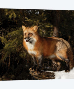 Red Fox in winter, Montana, Vulpes Vulpes