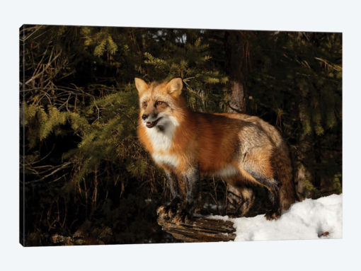 Red Fox in winter, Montana, Vulpes Vulpes