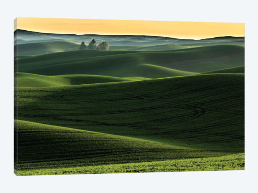 Rolling hills covered in wheat at sunset, Palouse region, Washington State.