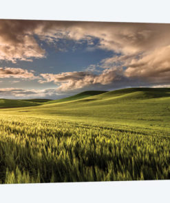 Rolling hills of wheat at sunrise, Palouse region, Washington State.
