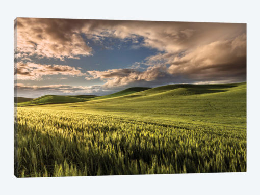 Rolling hills of wheat at sunrise, Palouse region, Washington State.
