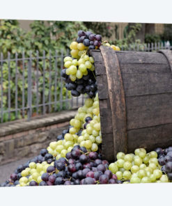 Grape Harvest In Zoom II, Festa dell'Uva, Impruneta, Florence Province, Tuscany Region, Italy