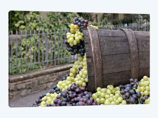 Grape Harvest In Zoom II, Festa dell'Uva, Impruneta, Florence Province, Tuscany Region, Italy