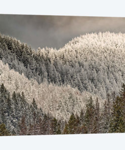 Snow-covered trees on mountain.