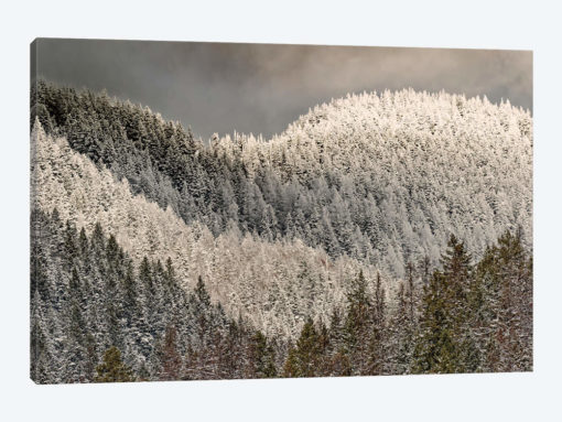 Snow-covered trees on mountain.