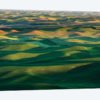 Undulating wheat crop, Palouse region, Washington State.