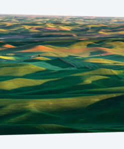 Undulating wheat crop, Palouse region, Washington State.