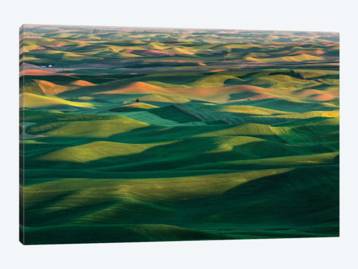 Undulating wheat crop, Palouse region, Washington State.