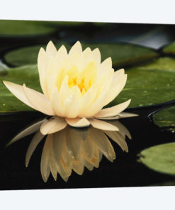 Domestic Water Lily, Louisville, Kentucky, USA