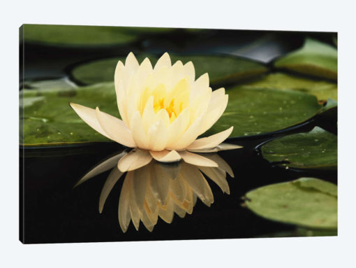 Domestic Water Lily, Louisville, Kentucky, USA