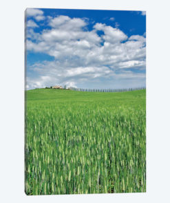 Wheat Field And Drive Lined By Stately Cypress Trees, Tuscany, Italy.
