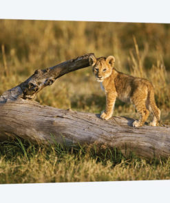 Lion Cub On Log, Masai Mara, Kenya