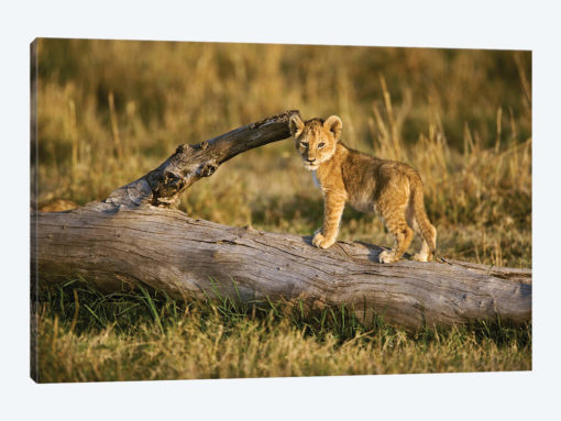 Lion Cub On Log, Masai Mara, Kenya
