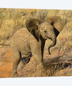 Baby African Elephant, Samburu Game Reserve, Kenya