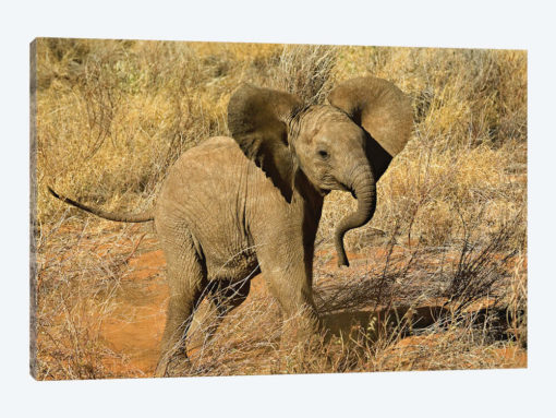 Baby African Elephant, Samburu Game Reserve, Kenya