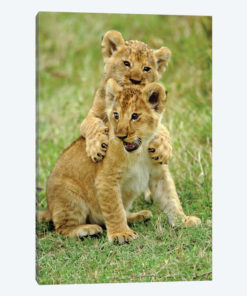 Pair Of Lion Cubs Playing, Masai Mara Game Reserve, Kenya