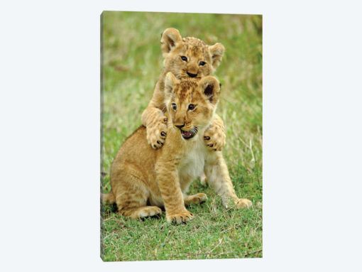 Pair Of Lion Cubs Playing, Masai Mara Game Reserve, Kenya