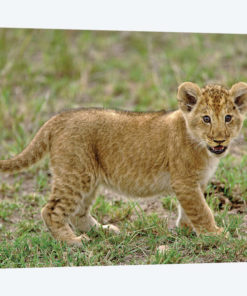 Young Lion Cub, Masai Mara Game Reserve, Kenya