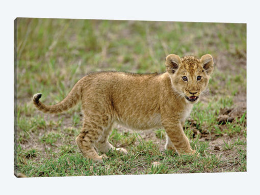 Young Lion Cub, Masai Mara Game Reserve, Kenya