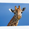 Giraffe, Masai Mara Game Reserve, Kenya